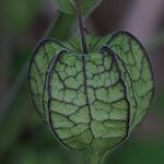 Physalis pubescens Frutto