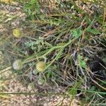 Nidorella aegyptiaca Flower