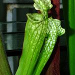 Sarracenia leucophylla 葉