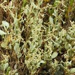 Atriplex pedunculata Celota