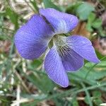 Viola sororia 花