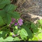 Malva setigeraLorea