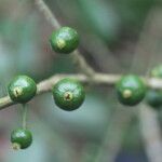 Eugenia stictopetala Fruit