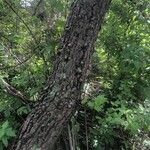 Ceiba aesculifolia Кора