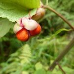 Euonymus occidentalis Fruto