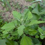 Chenopodium ficifolium Lehti