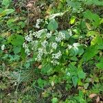 Ageratina altissima花