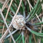 Pinus pinaster Fruit