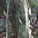 Treculia africana Casca