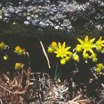 Sedum amplexicaule Flower