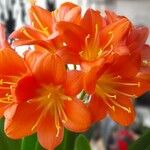 Clivia miniata फूल