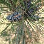 Pinus nigra Mbuma
