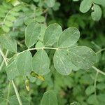 Colutea arborescens Blad