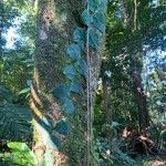 Monstera tuberculata Blad