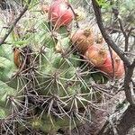 Gymnocalycium saglionis Fruit