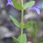 Scutellaria parvula Habit