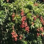 Litchi chinensis ഫലം