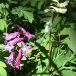 Corydalis cavaFlower