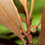 Planchonella glauca Natur