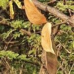 Senegalia senegal Плод