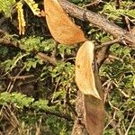 Senegalia senegal Fruit