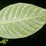 Palicourea acuminata Leaf