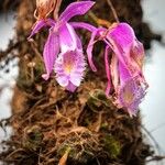 Pleione praecox Blomma