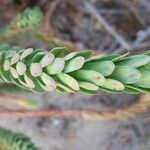 Euphorbia paralias Liść