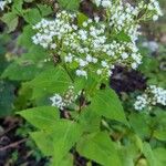 Ageratina altissimaHoja