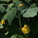 Impatiens noli-tangere Flower