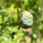 Leucanthemum vulgare Fleur