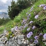 Globularia cordifolia Blodyn