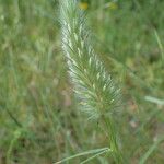 Trifolium angustifolium Fula
