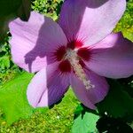 Hibiscus syriacus Цвят