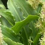 Eucomis autumnalis पत्ता