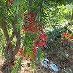 Callistemon viminalis Цветок