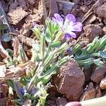 Lythrum tribracteatum Flower