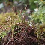 Juncus duthiei Habitat