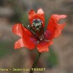 Papaver pinnatifidum Blomma