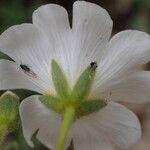 Cerastium latifolium Flower