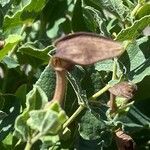 Aristolochia pistolochia Blomst