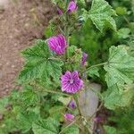 Malva sylvestris Habitus