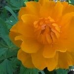 Trollius asiaticus Flors