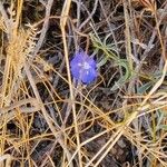 Evolvulus sericeus Flower