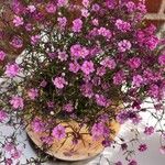 Gypsophila muralisFiore