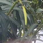Nerium oleander 果實