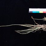 Carex uncinioides 整株植物