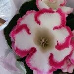 Gloxinia × donkelaariana Flower