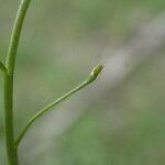 Calepina irregularis Fruit