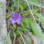 Campanula wanneri Blad